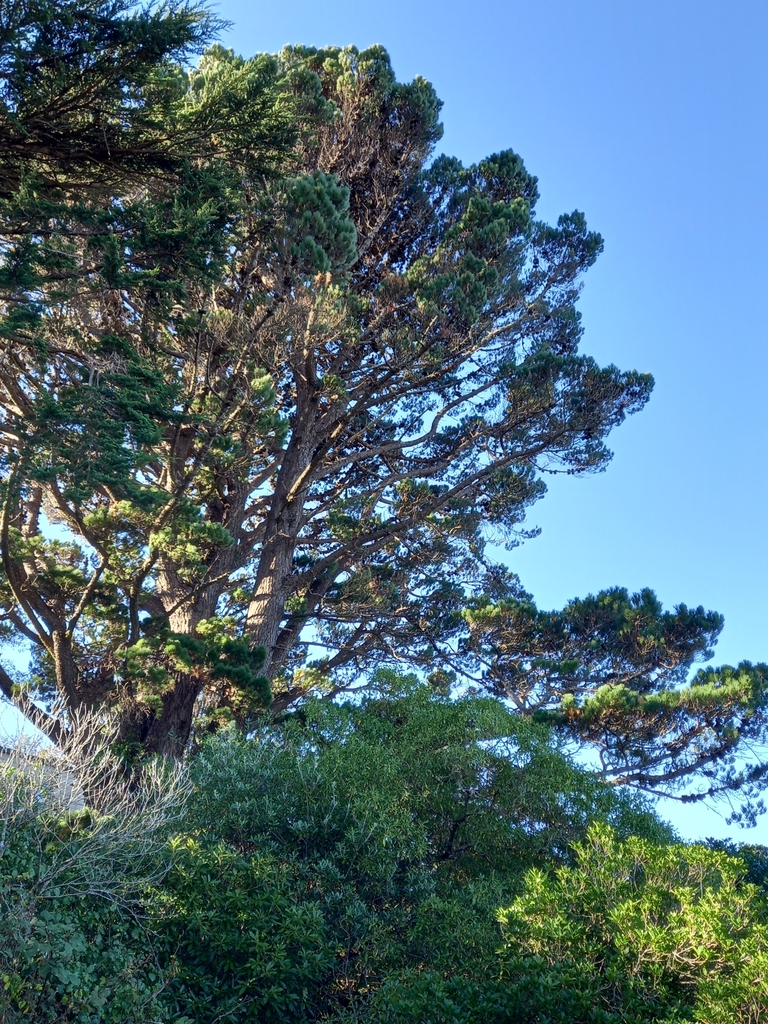 Monterey pine from Ngaio, Wellington 6035, New Zealand on April 29 ...