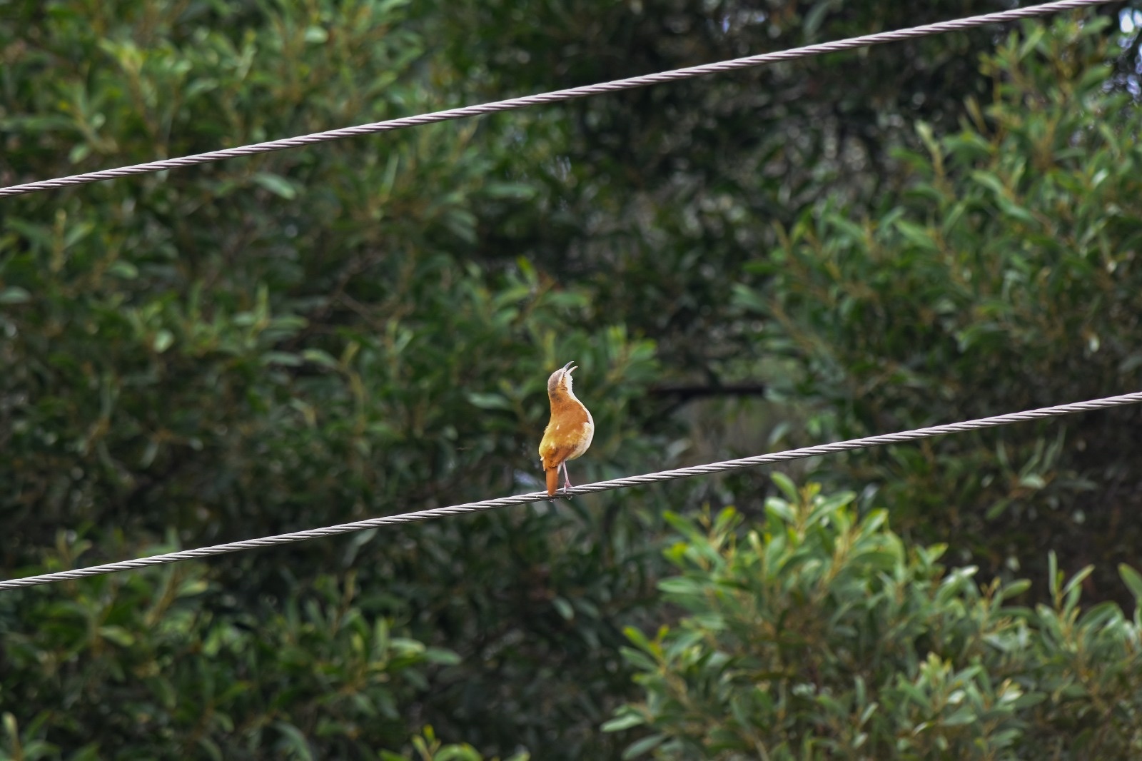 Furnarius leucopus image