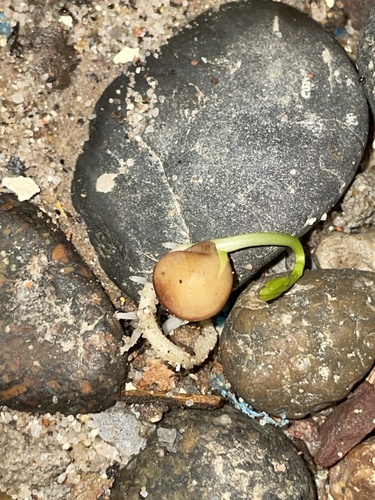Foto de Lentilha