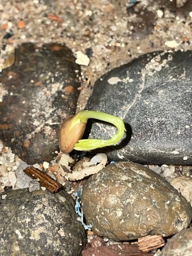 Foto de Lentilha