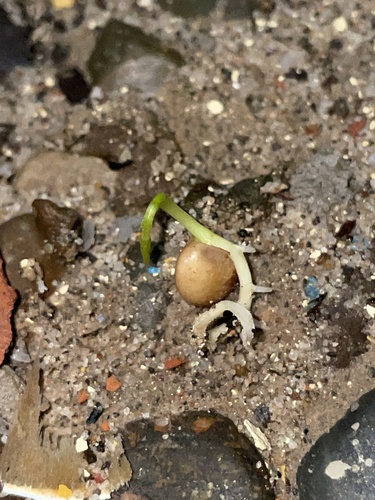 Foto de Lentilha