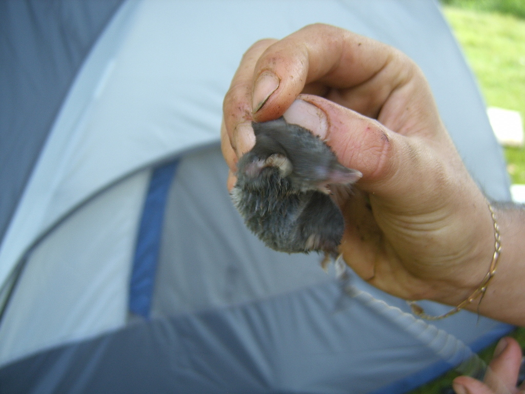 Phillips' Small-Eared Shrew