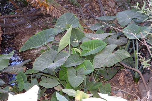 Image of Xanthosoma robustum by (c) Ricardo Betancourt Sánchez, some rights reserved (CC BY)