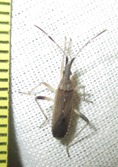 Dicranocephalus