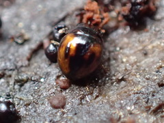 Agathidium