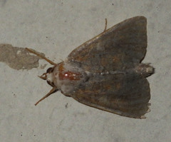 Parastichtis suspecta