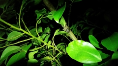 Austramathes purpurea