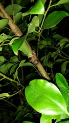 Austramathes purpurea