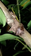 Austramathes purpurea