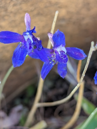 Image of Delphinium scaposum by (c) Rachel Stringham, some rights reserved (CC BY)