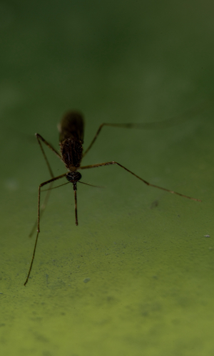 Western Encephalitis Mosquito photo 5