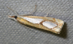 Catoptria