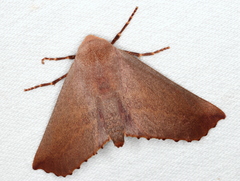 Monoctenia smerintharia