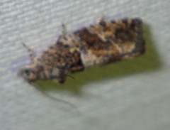 Eudemis