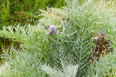 Cynara cardunculus cardunculus
