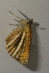 Isturgia limbaria