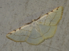 Stegania trimaculata