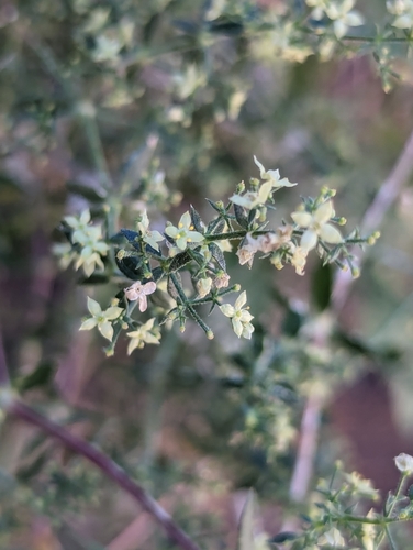 Image of Galium stellatum by (c) Rachel Stringham, some rights reserved (CC BY)