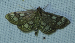 Anania coronata
