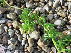 Ceratophyllum