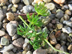 Ceratophyllum
