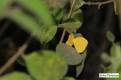 Pyrisitia lisa centralis