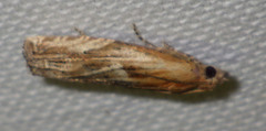 Eucosma cana