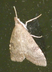 Udea prunalis
