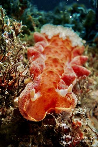 Spanish Dancer Nudibranch