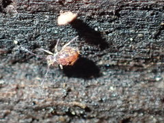 Ptenothrix beta