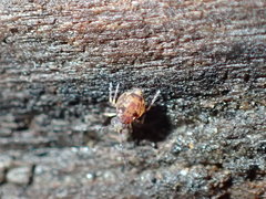 Ptenothrix beta