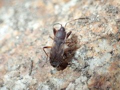 Togodolentus wrighti