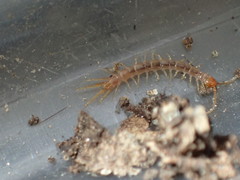 Pokabius disantus