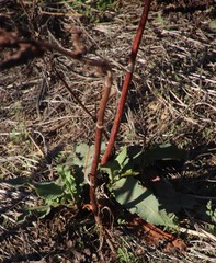 Rumex cordatus