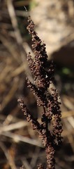 Rumex cordatus