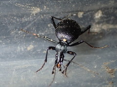 Scaphinotus punctatus