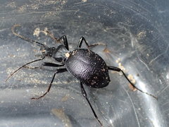 Scaphinotus punctatus