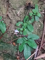 Staurogyne concinnula
