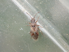 Neortholomus arphnoides