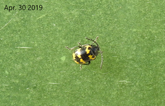 Gallerucida bifasciata