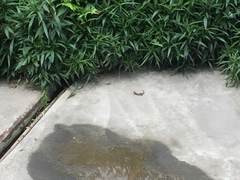 Eutropis longicaudata