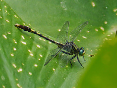 Arigomphus villosipes