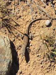 Pedioplanis lineoocellata