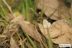 Cupido comyntas texana