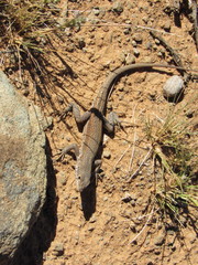 Pedioplanis lineoocellata