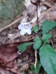 Staurogyne concinnula