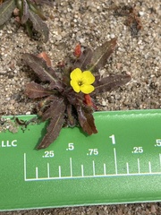 Camissoniopsis micrantha