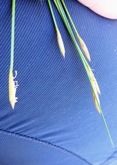 Hypodiscus willdenowia