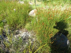 Willdenowia glomerata