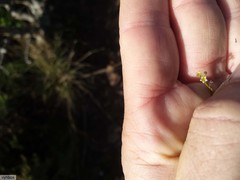 Thesium commutatum